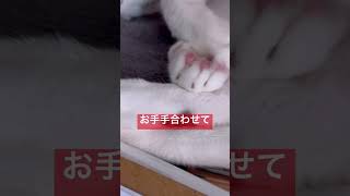 みつめる猫 #猫 #ブルースリー #cat #funnycat #猫動画 #猫好き #ねこ