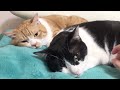 【兄弟猫】兄猫が遊びに集中しない弟猫に激怒！！