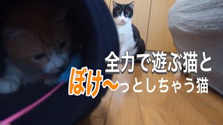 【兄弟猫】兄猫が遊びに集中しない弟猫に激怒！！