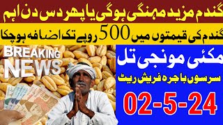 Good news/Wheat price in Pakistan 2024/wheat price in punjab 2024 gundam | New price of wheat..?2024