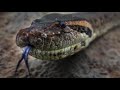 Anacondas in Brazil Adventure    BigAnimals Global Expeditions