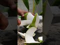 fantastic and satisfying, coconut peeling