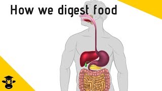 The path of food through the digestive system