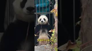 白天和帅奶爸的窝头拉锯八百个回合～重点只是要撒娇拿捏啦 Panda Xiaobaitian