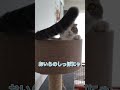 気づいてしまったのですね　 shorts ねこ動画 猫のいる生活 スコティッシュフォールド cat cute