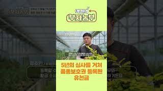 [역전의부자농부 254회] 5년의 심사를 거쳐 품종보호권 등록된 유천금