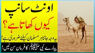 Find Out Why Camels Eat Snakes | Camel Story | Hamza  IW
