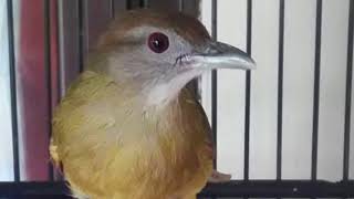 Kapas Tembak Betina Gasspolll