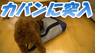 カバンに突っ込む犬【ﾄｲﾌﾟｰﾄﾞﾙ こたつの部屋】