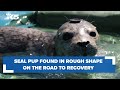 Seal pup on the road to recovery