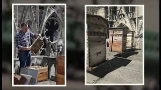 Notre Dame Cathedral bees survive fire (France) - BBC News - 20th April 2019 (4)
