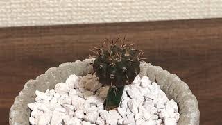 【monkey plants】接木　ギムノカリキウム　鳳頭　サボテン コーデックス ユーフォルビア 植物 販売 横浜市 オンラインショップ