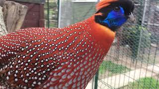 Temminck Tragopan