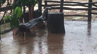 តុធម្មជាតិ Natural table