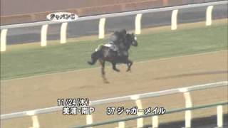 ジャガーメイル 追い切り ジャパンカップ 2011/11/27 美浦･堀