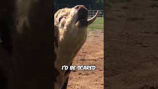 This bull got triggered by this ball 😆