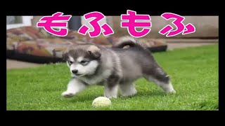 子犬が可愛すぎて癒される動画