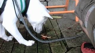 Kishu and a crawfish