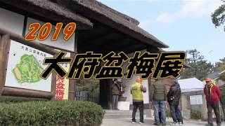 大府盆梅展2019