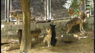 東山　シンリンオオカミ一家の遠吠えEastern Timber Wolf  Family  Howling