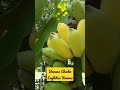 Banana Chacha||ShortVideo