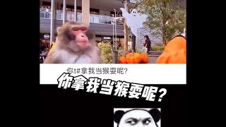 你拿我当猴耍呢？（花果山电报猿）