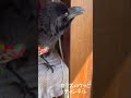 カラス危険を知らせる‼外にいたのは？@crow9 2022 2 18撮影crow informing danger