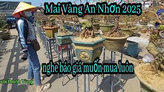 Mai vàng An Nhơn, Bình Định, hôm nay đã khởi sắc hơn khi trời có nắng nhiều @bonsaithanhtung7347