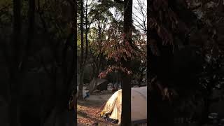 福岡のお勧めキャンプ場　#camping #キャンプ #昭和の森