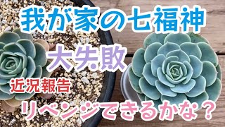 【多肉植物】枯らしてしまった七福神や生き残りの植え替え後の様子などのまとめ📝