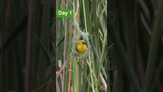 Yellow Weavers build their nest.🪺😱 #shorts #birds