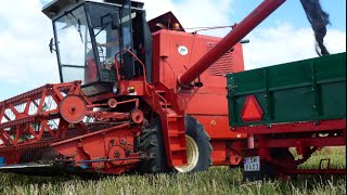 Żniwa Rzepakowe 2016 BIZON Z056 \u0026 Massey Ferguson 3065