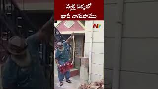 పడుకున్న వ్యక్తి పక్కలో భారీ నాగుపాము.. లేచి చూస్తే..! | Ntv