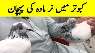 kabutar me nar or mada ki pehchan // how to identify pigeon gender || #kabutartv