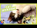 These Cats Are Causing Chaos! | Dodo Kids