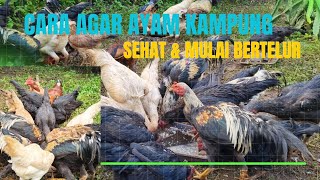 CARA AGAR AYAM KAMPUNG SEHAT \u0026 LANCAR BERTELUR