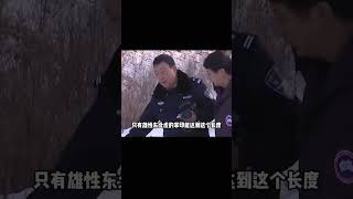 突發！吉林延邊東北豹被東北虎咬死，一級動物殺掉一級動物 #奇闻