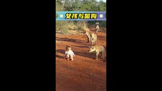 小女孩被一群鬣狗包圍，而身旁的爸爸一點也不慌 #人與動物和諧共處 #神奇動物在抖音 #萬物皆有靈性 #野生動物零距離 #讓寶寶享受探索世界的樂趣