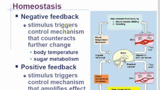 AP Biology Chapter 45 Endocrine System Part 1