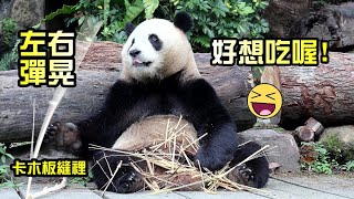 圓寶取竹竿,卡木板縫,左右彈好搞笑,帥氣甩轉竹竿太可愛啦|Giant Panda Yuan Bao bamboo stems mukbang,圆宝,貓熊,大貓熊,大熊貓