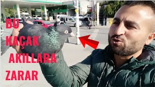 Sokakta Kaçak Güvercin Yakaladım. ( Arap Arka Tepe.! )