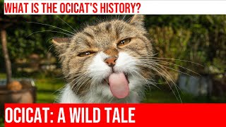 The Fascinating History of the Ocicat Cat Breed