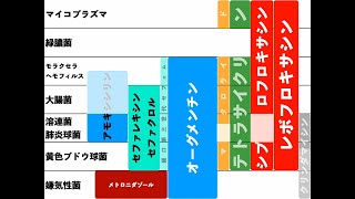 かんたんな経口抗菌薬の使い方