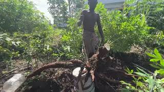 Veetu Thottam Kappa Home gardening Organic Tapioca Harvesting