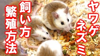 【誰でもできる！】ヤワゲネズミの飼い方・繁殖方法を紹介します。【初心者向き】