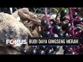 Gak Perlu Impor dari Korea, Petani di Banyuwangi Budi Daya Ginseng Merah! | Fokus