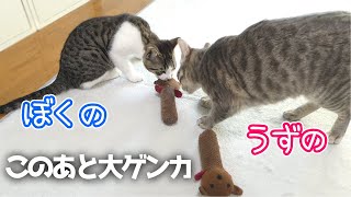 【猫の大喧嘩】おもちゃを取られたくない姉猫ガチギレで弟猫は…／Cats fighting for toys