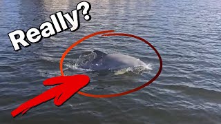 Nearly STRANDED by a Rogue Dolphin! Durney Key Island Tour \u0026 Waterfront Dining Adventure