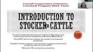 Introduction to Stocker Cattle