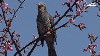 【4K】八千代市の新川千本桜（4）ヒヨドリ（2021年2月28日）